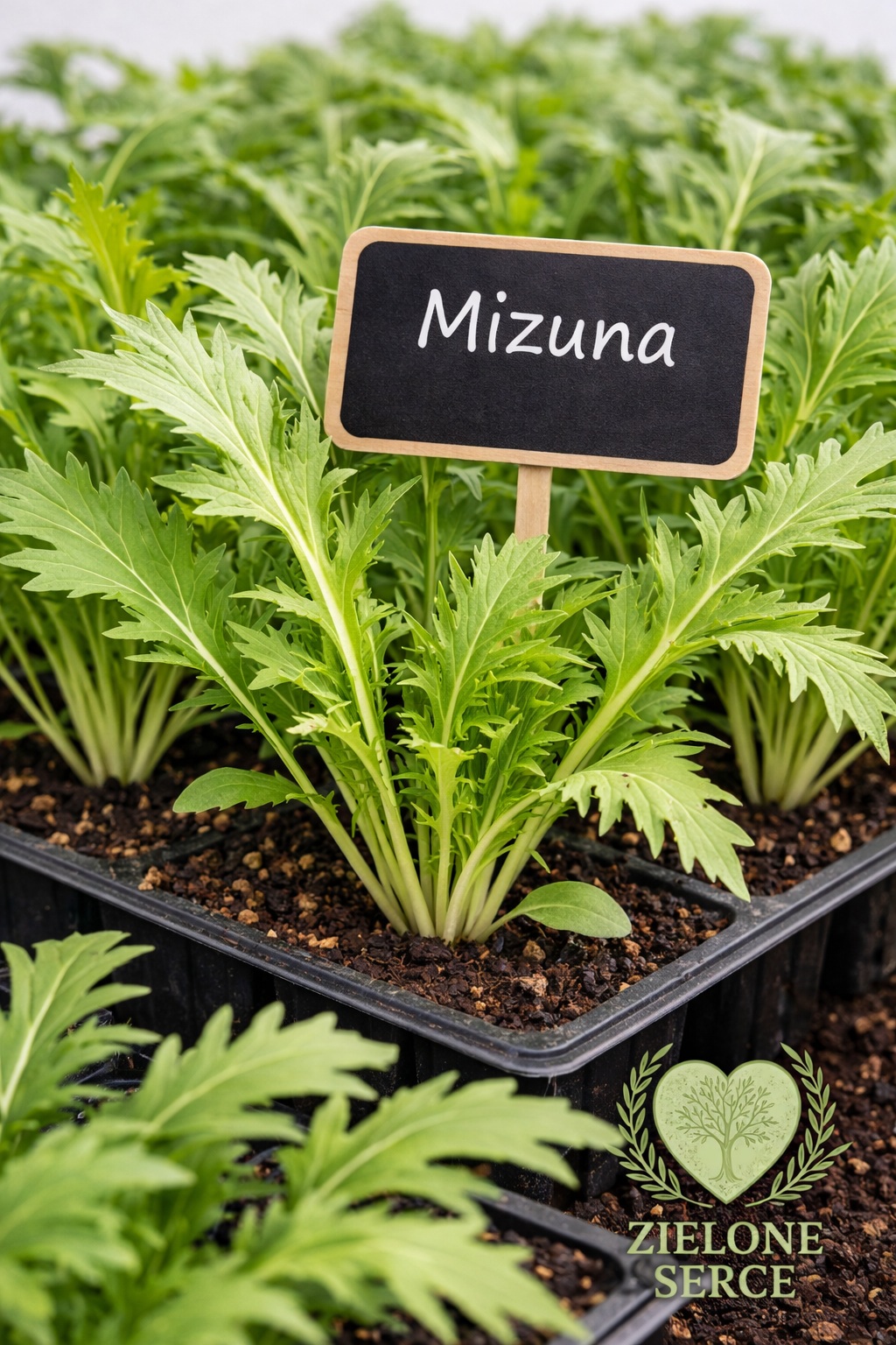 Rozsada sałaty azjatyckiej Mizuna