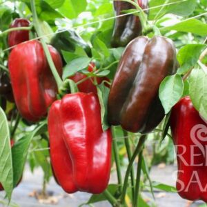 Owoce papryki Barkan