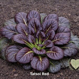 rozsada sałaty azjatyckiej tatsoi red &ndash; czerwone liście