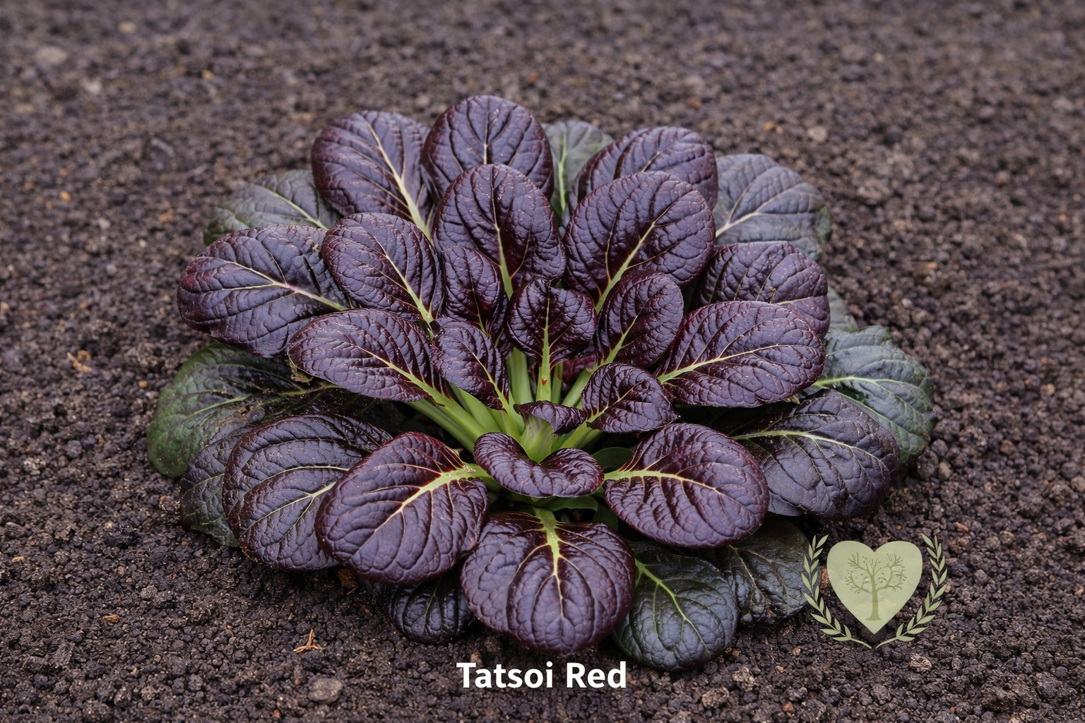 Rozsada sałaty azjatyckiej Tatsoi Red