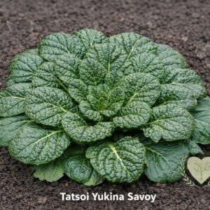 rozsada sałaty azjatyckiej tatsoi yukina savoy