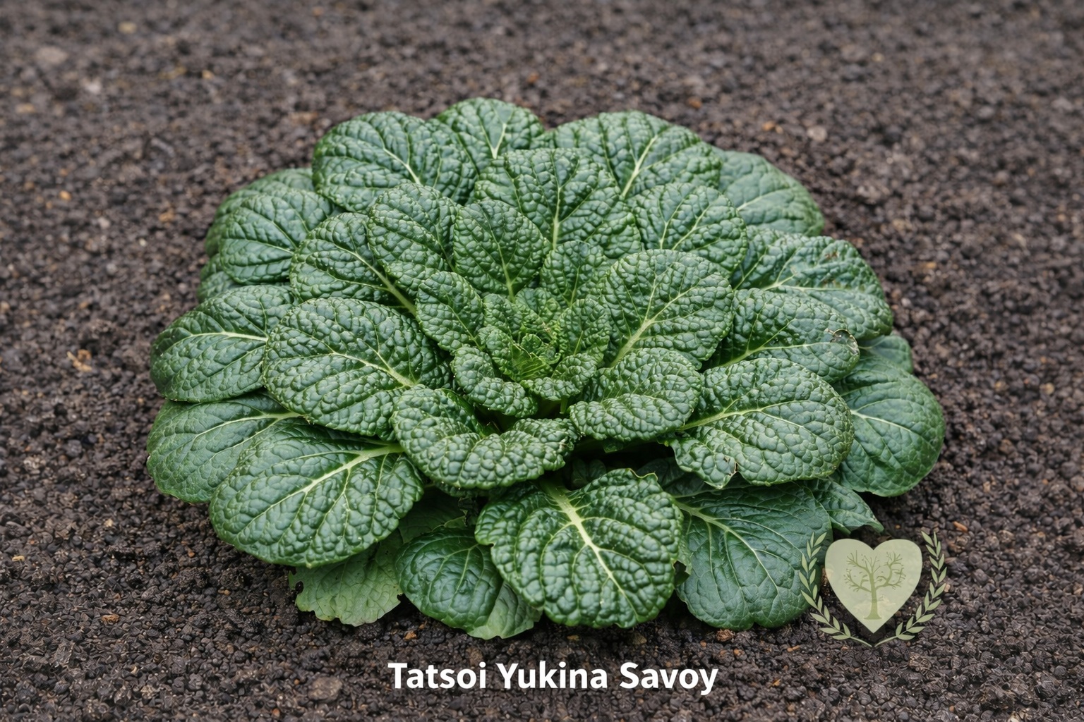 Rozsada sałaty azjatyckiej Tatsoi Yukina Savoy