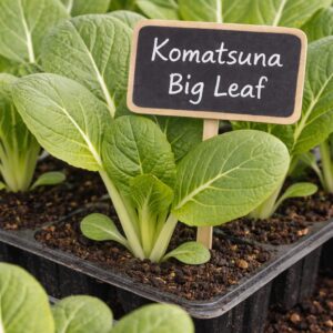 rozsada sałaty azjatyckiej komatsuna big leaf &ndash; duże zielone liście