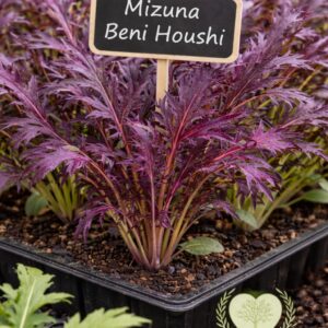 rozsada sałaty azjatyckiej mizuna beni houshi &ndash; czerwone liście