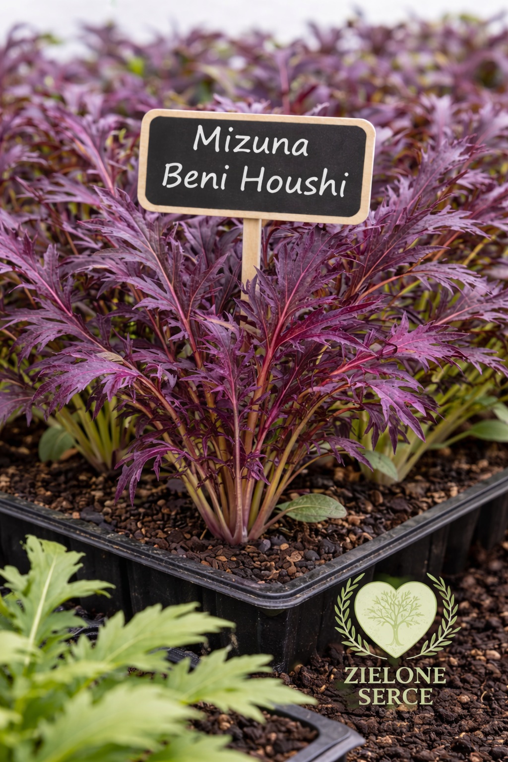 Rozsada sałaty azjatyckiej Mizuna Beni Houshi