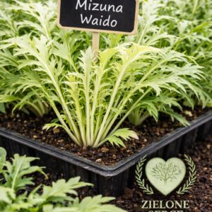 rozsada sałaty azjatyckiej mizuna waido &ndash; zielone, mocno powcinane liście