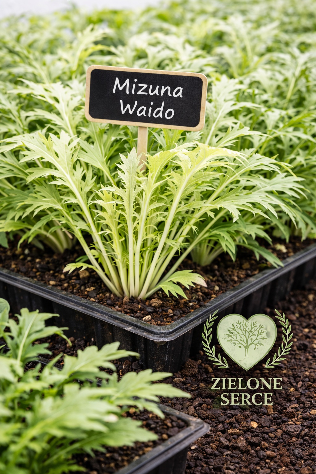 Rozsada sałaty azjatyckiej Mizuna Waido