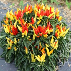 Rozsada papryki Peperoni Poupila &ndash; milde chili