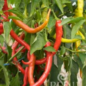 Rozsada papryki Peperoni Milder Spiral