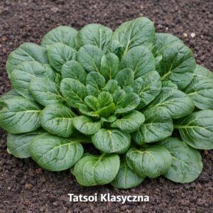 rozsada sałaty azjatyckiej tatsoi klasyczny &ndash; zielone liście
